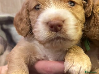 Cocker Spaniel dogs Cocker spaniel puppies 1 BOY LEFT - Advert 6