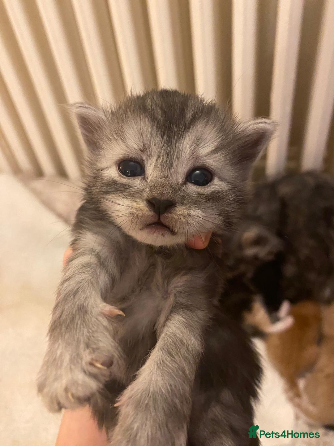 Maine Coon cats for sale: Maine Coon Cross kittens - Advert 11