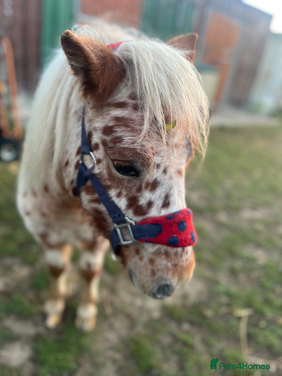 Shetland pony horses for sale: Shetland pony for sale - Image 4