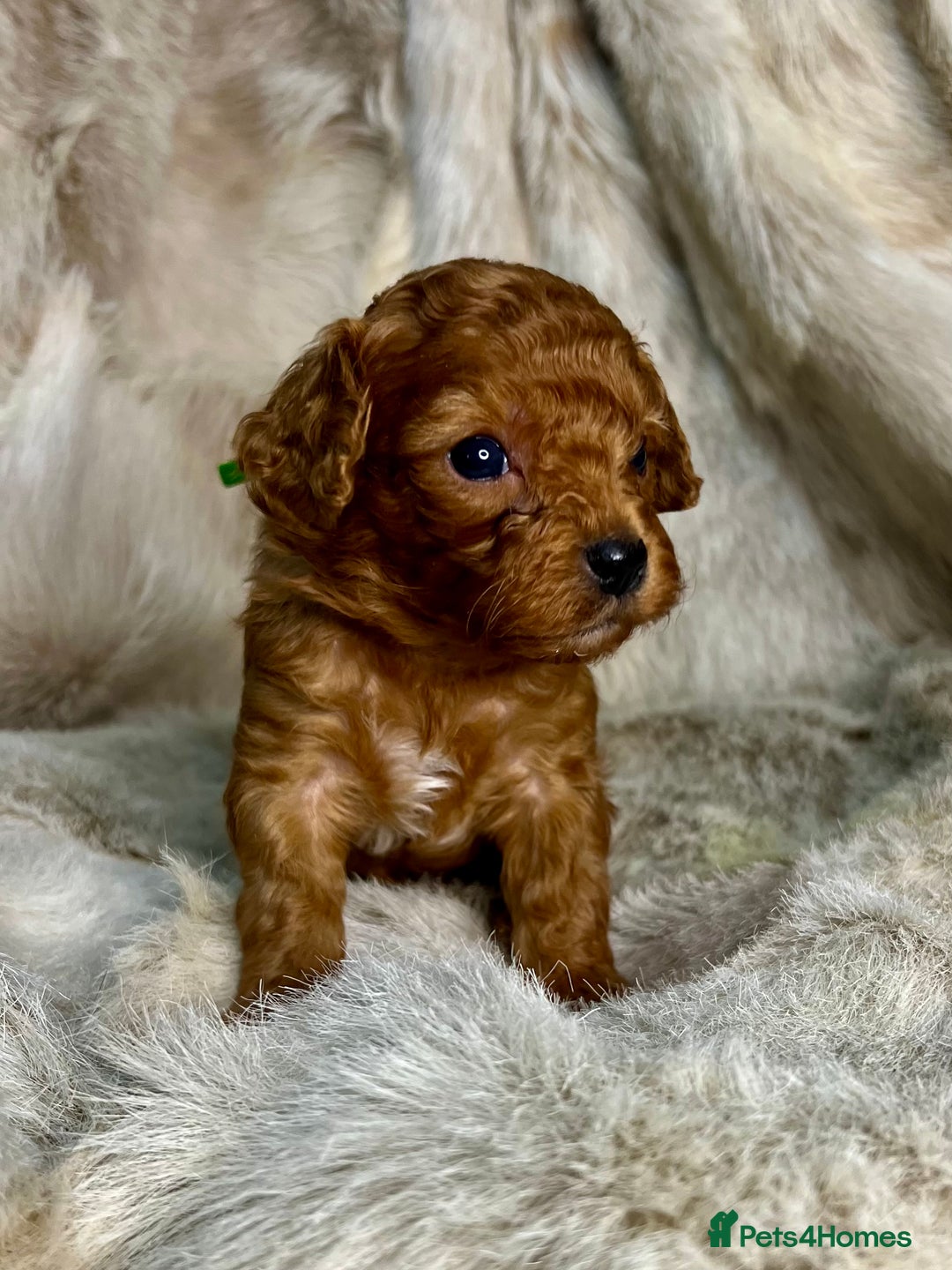 Cavapoochon dogs for sale: 5 ⭐️ LICENSED BREEDER HEALTH TESTED CAVAPOOCHONS - Advert 20