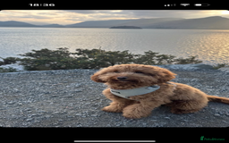 Cockapoo dogs for stud: Tommy  - Image 6