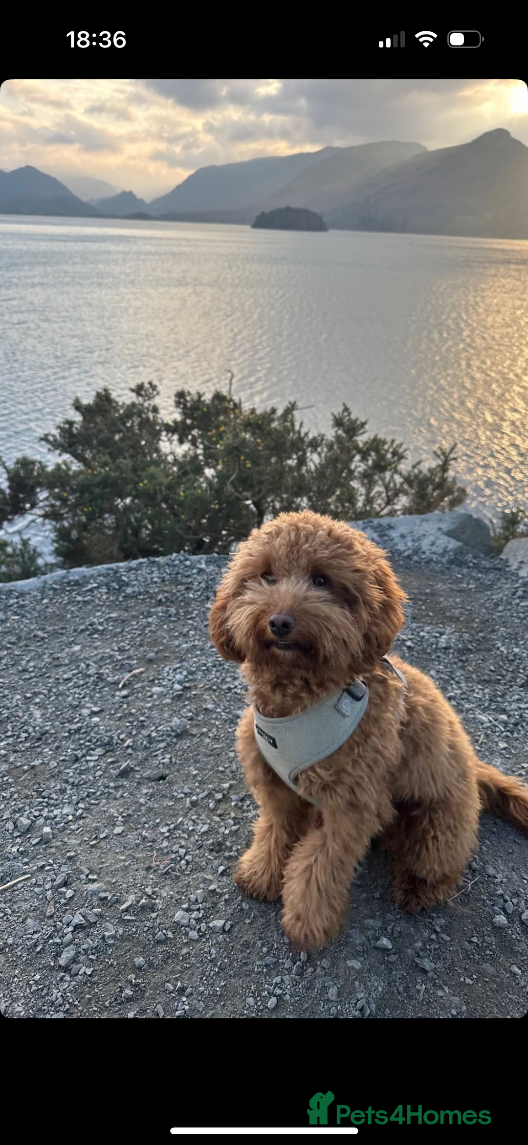 Cockapoo dogs for stud: Tommy  - Image 6