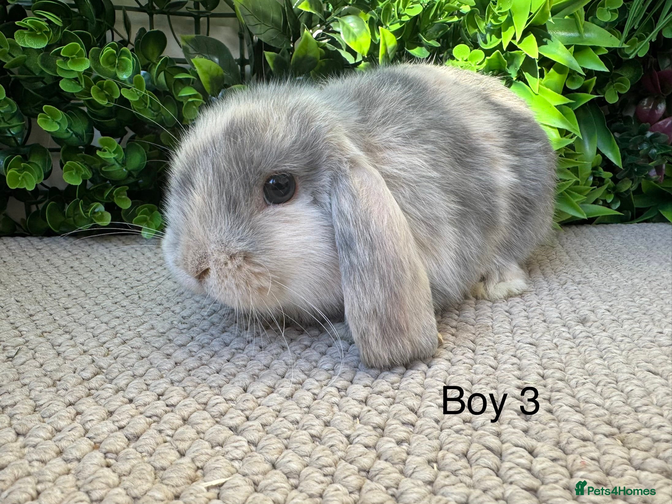 Mini Lop rabbits ⭐️ mini lops ⭐️ 3 left nearly ready to go  - Advert 6