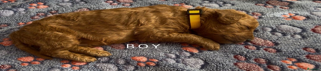 Goldendoodle Puppy 1