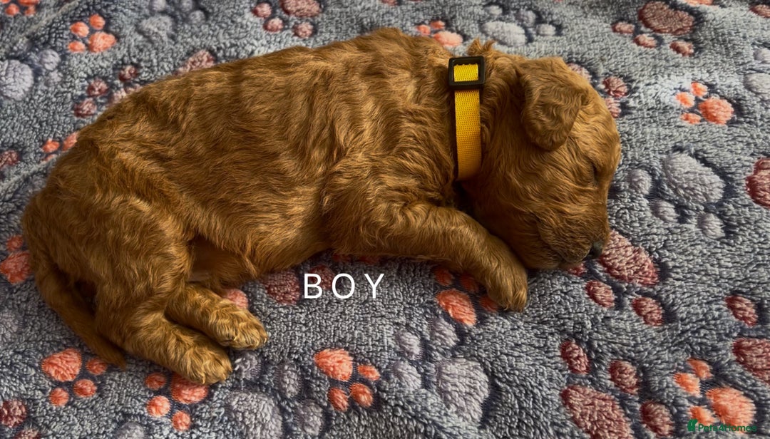 Goldendoodle dogs for sale: Beautiful F1B Goldendoodle - Image 5
