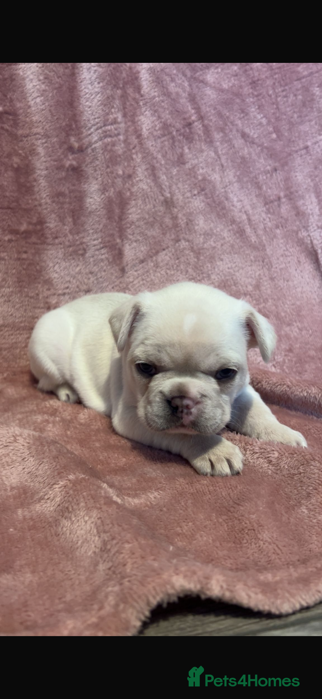 French Bulldog dogs for sale: last girl ready to leave now 🐾⚡️ - Advert 30