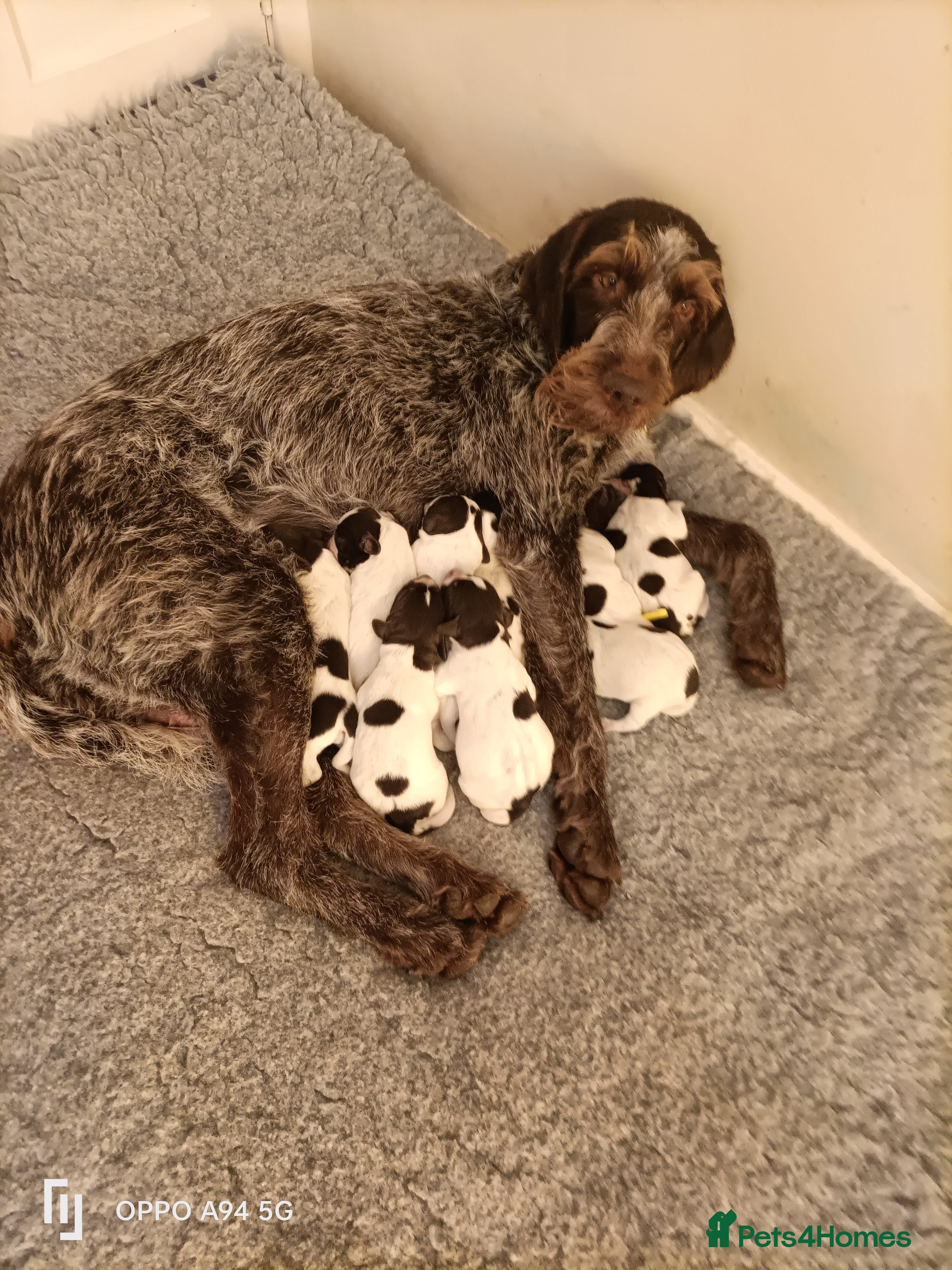 German Wirehaired Pointer dogs BEAUTIFUL CHUNKY KC REG GWP PUPS - Advert 4
