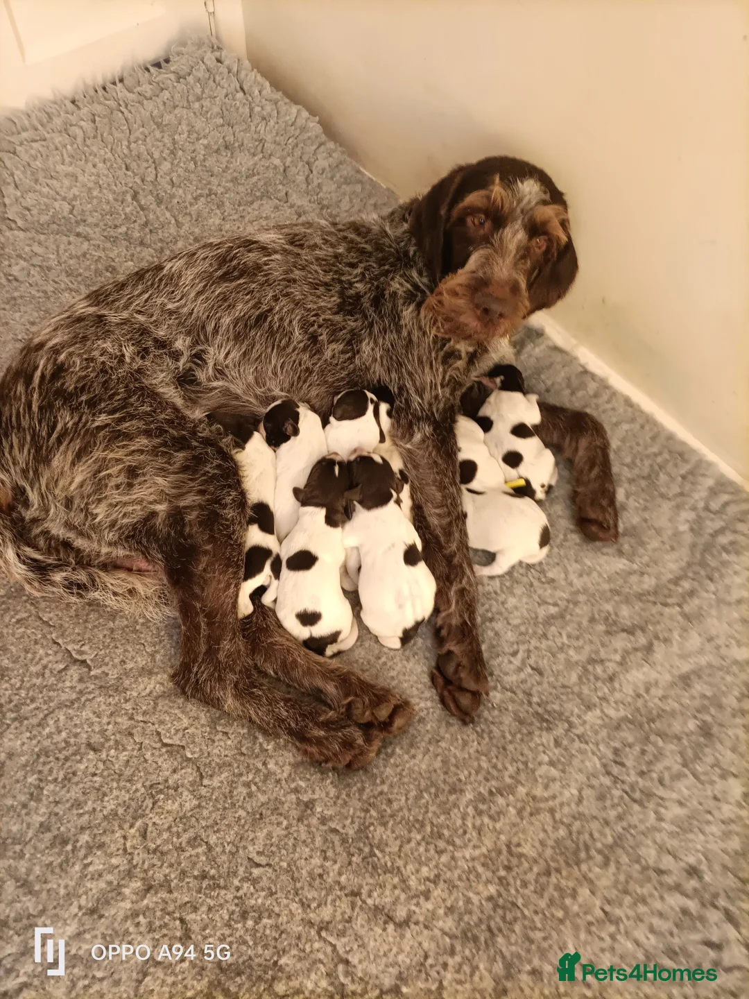German Wirehaired Pointer dogs for sale: BEAUTIFUL CHUNKY KC REG GWP PUPS - Advert 2