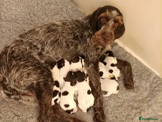 German Wirehaired Pointer dogs BEAUTIFUL CHUNKY KC REG GWP PUPS - Advert 4