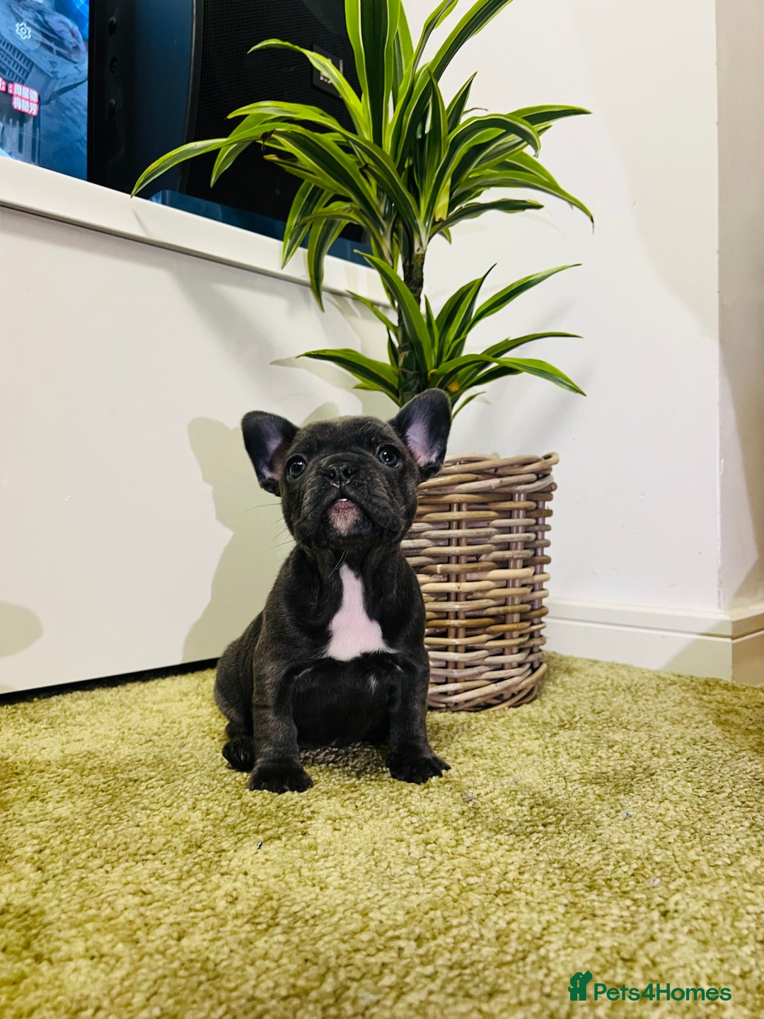 French Bulldog dogs for sale: French Bulldog Puppy (Female) - Advert 8