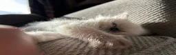 Ragdoll cats for sale: Only 2 beautiful ragdolls girls left  - Advert 13
