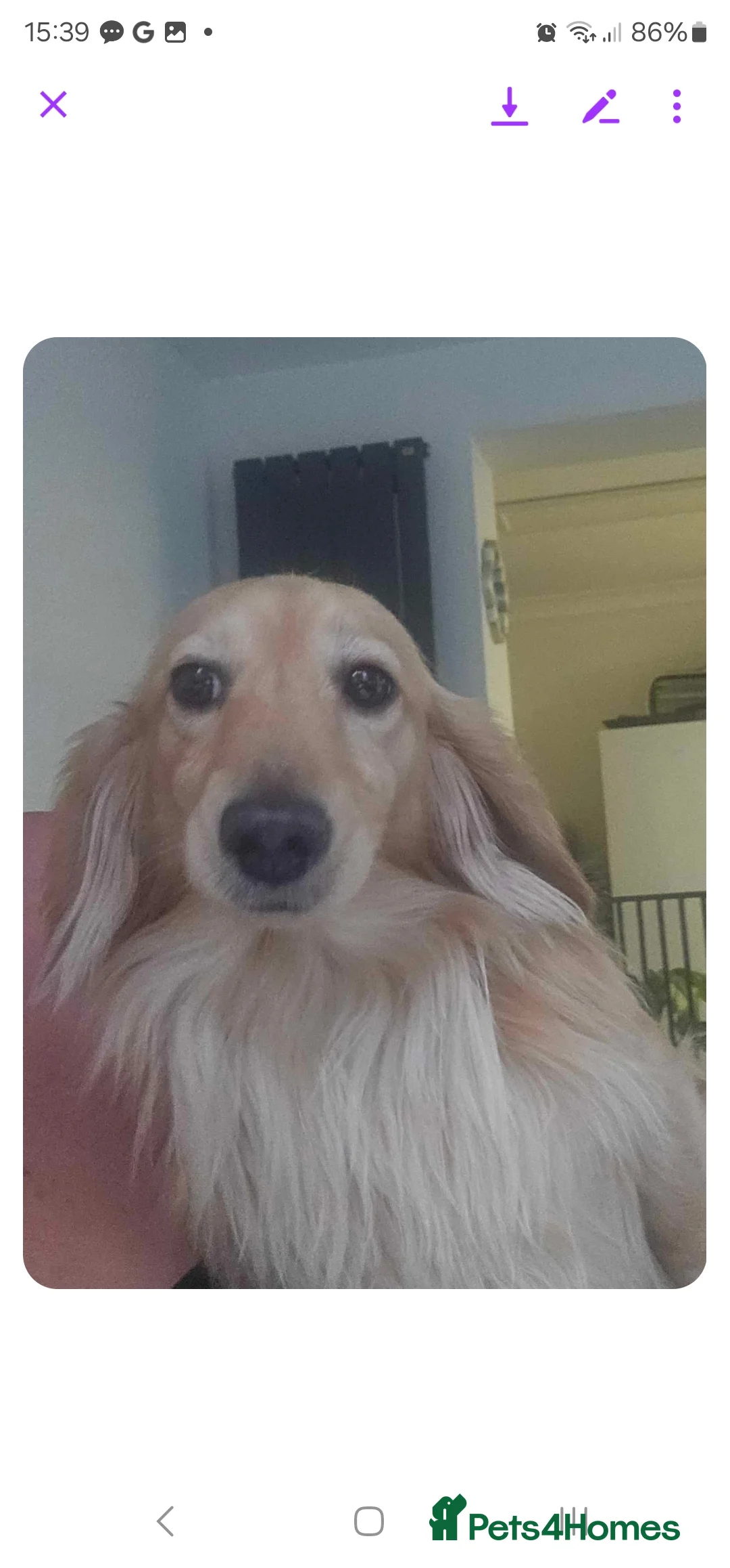 Miniature Dachshund dogs for stud: Dna and ivdd screened Mini Dachshund  in Southampton - Advert 3