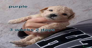 Poochon dogs - Advert 2