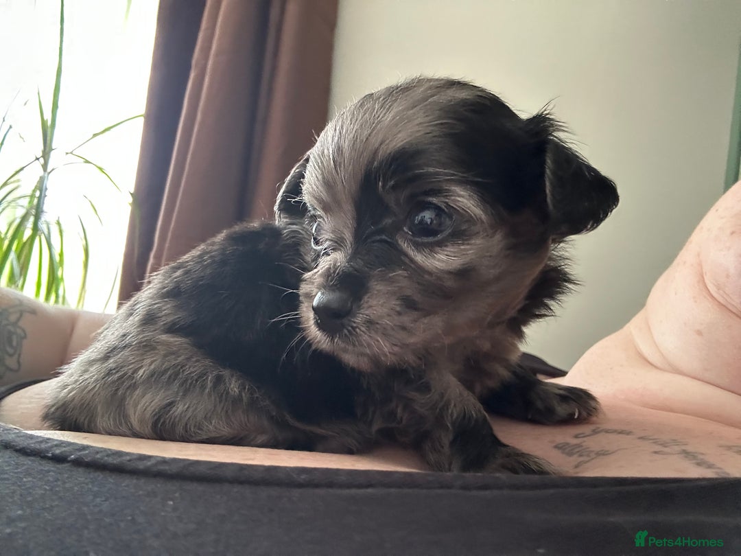 Mixed Breed dogs for sale: American cocker spaniel x Pomeranian  - Image 24