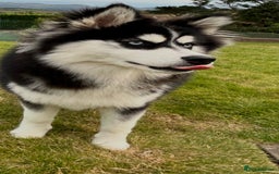 Mixed Breed dogs for sale: Beautiful Skye - Image 1