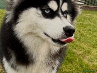 Mixed Breed dogs - Advert 1