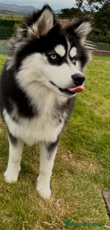 Mixed Breed dogs - Advert 6