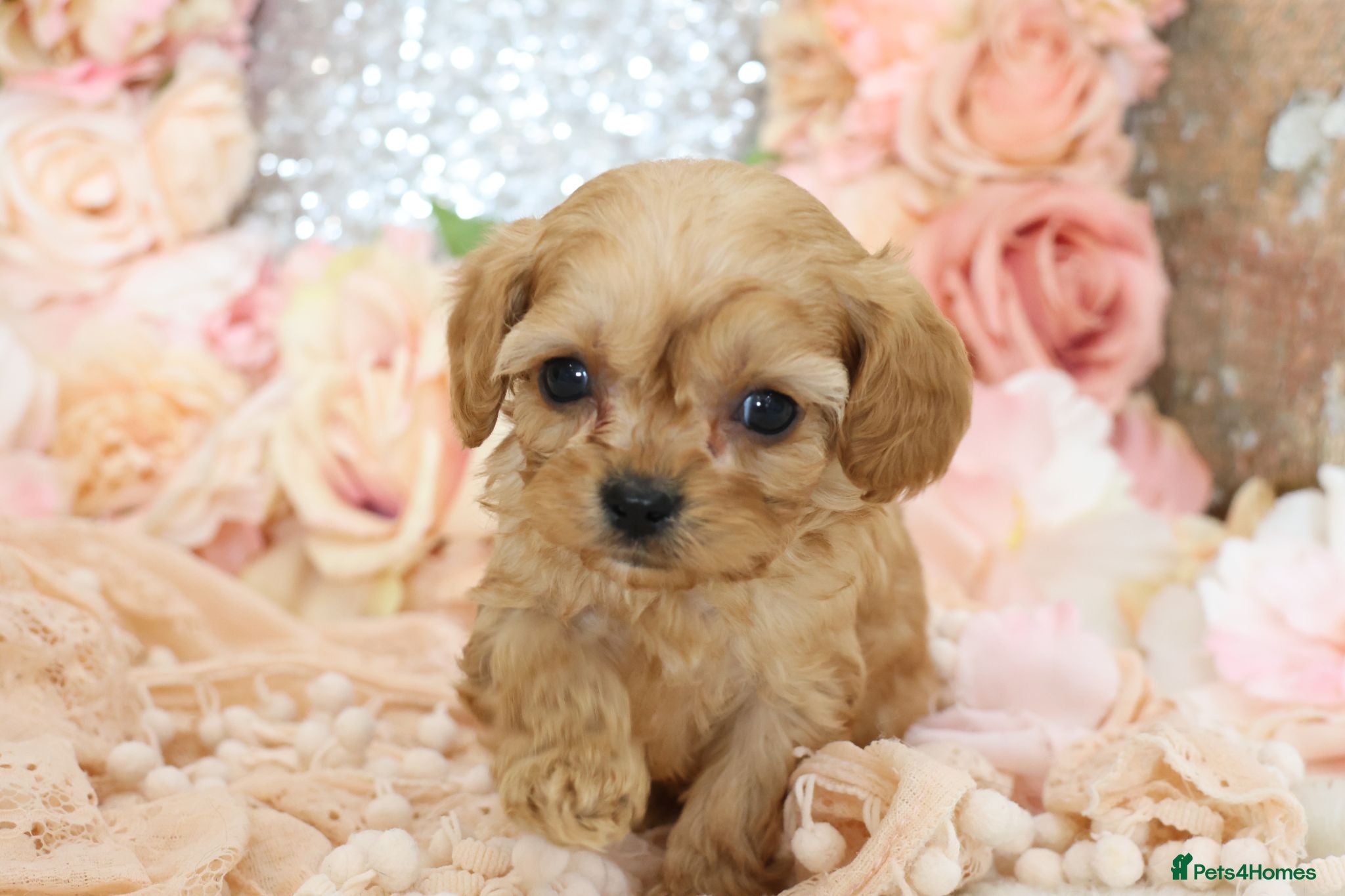 Cavapoo dogs *Health tested* F1 Cavapoos - Advert 7
