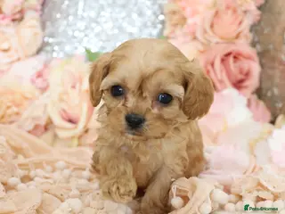 Cavapoo dogs *Health tested* F1 Cavapoos - Advert 7