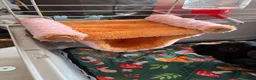 Guinea Pig rodents for sale: 11-Month-Old Male Guinea Pig + Cage & Accessories in Norwich - Advert 6