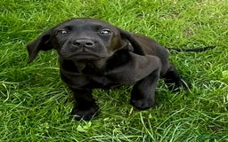 Labrador Retriever dogs for sale: Beautiful lab female puppy  - Image 10