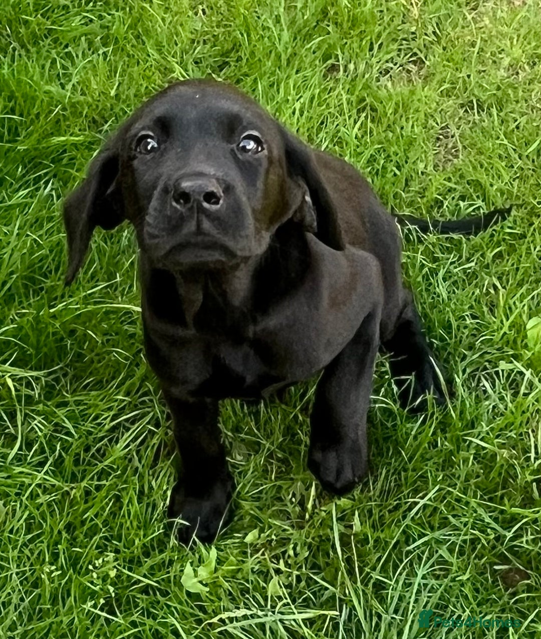 Labrador Retriever dogs for sale: Beautiful lab female puppy  - Image 10