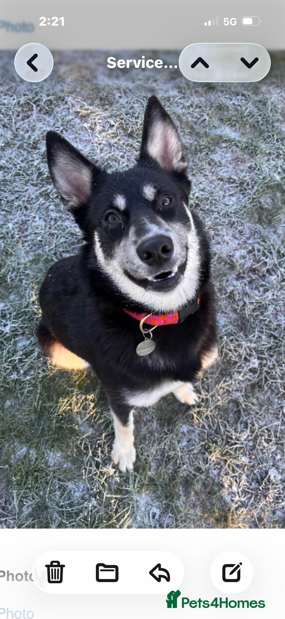 Pomsky dogs 9 month Pomsky, looking for a looking home. - Advert 4