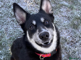 Pomsky dogs 9 month Pomsky, looking for a looking home. - Advert 4