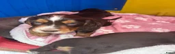 Cocker Spaniel dogs for sale: Cocker Spaniel Puppies Ready for Loving Homes in Spalding - Advert 4
