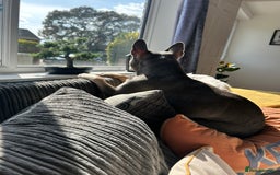 French Bulldog dogs for sale: Bella the Frenchie - for adoption ❤️ - Image 7