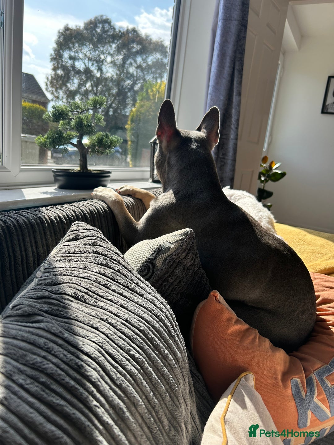 French Bulldog dogs for sale: Bella the Frenchie - for adoption ❤️ - Image 7