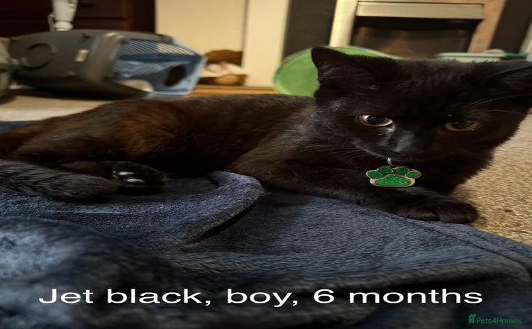 British Longhair cats - Advert 2