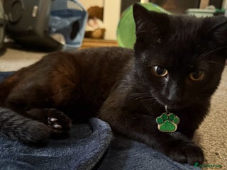 British Longhair cats - Advert 22