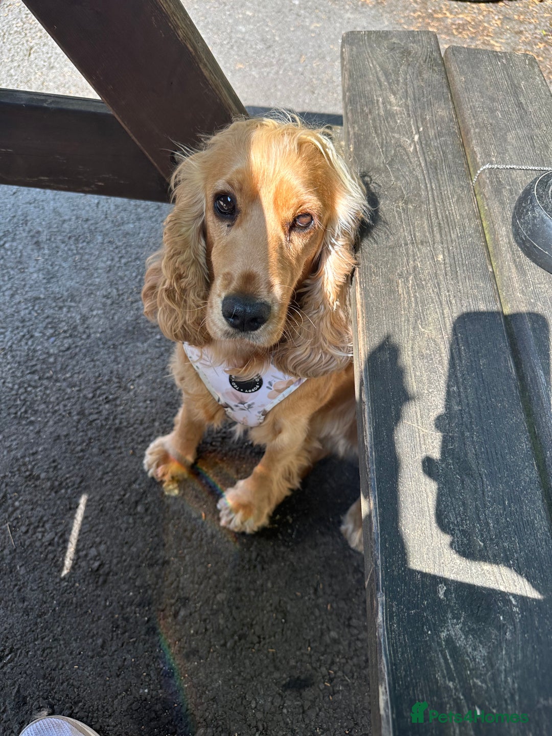 Cocker Spaniel dogs for sale: Lovely 3 year old Golden Cocker Spaniel  - Image 9