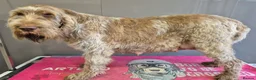 Italian Spinone dogs for sale: Italian Spinone Puppies Available  - Advert 5
