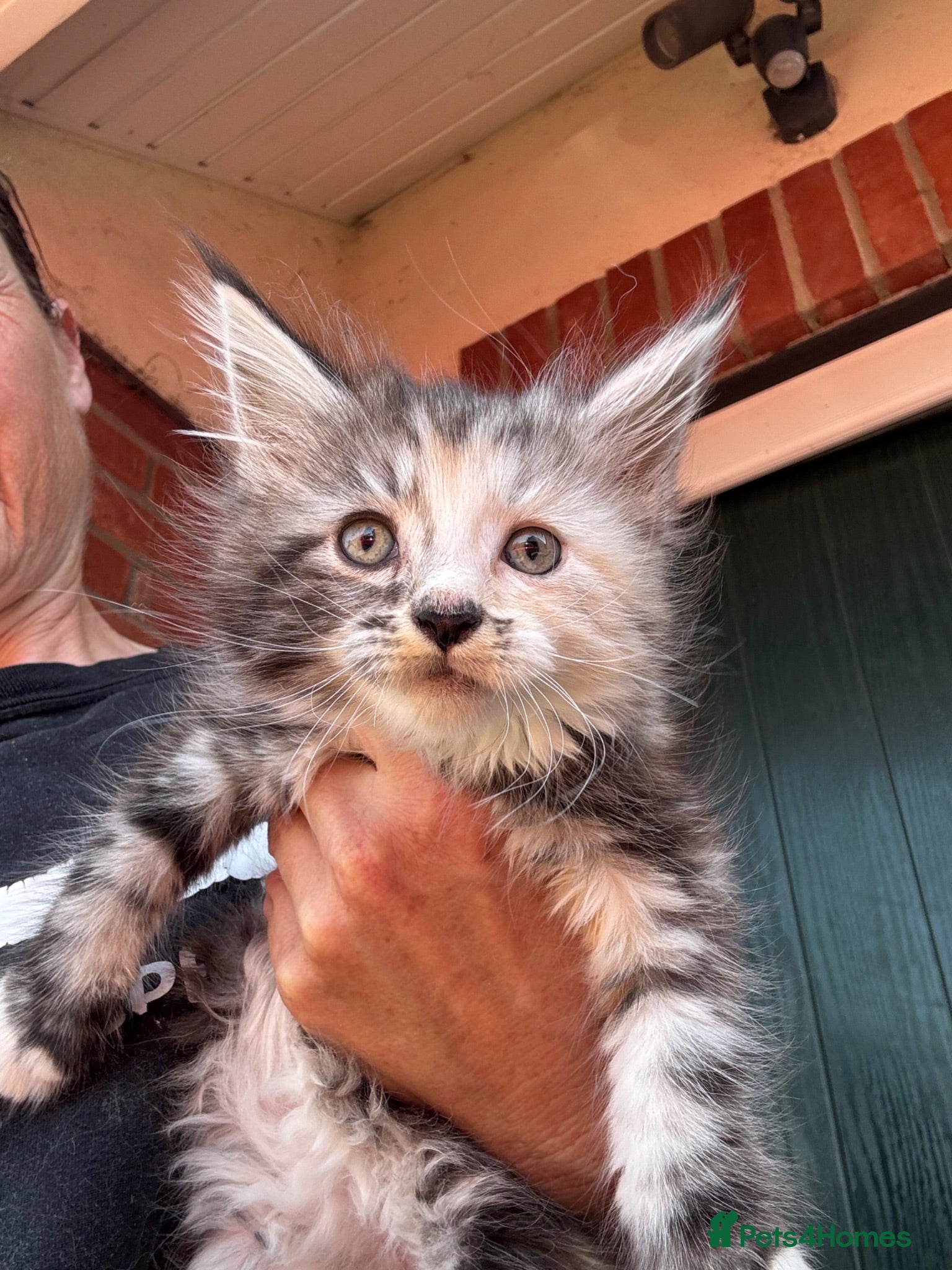 Mixed Breed cats Beautiful maine coon cross persian kittens  - Advert 1