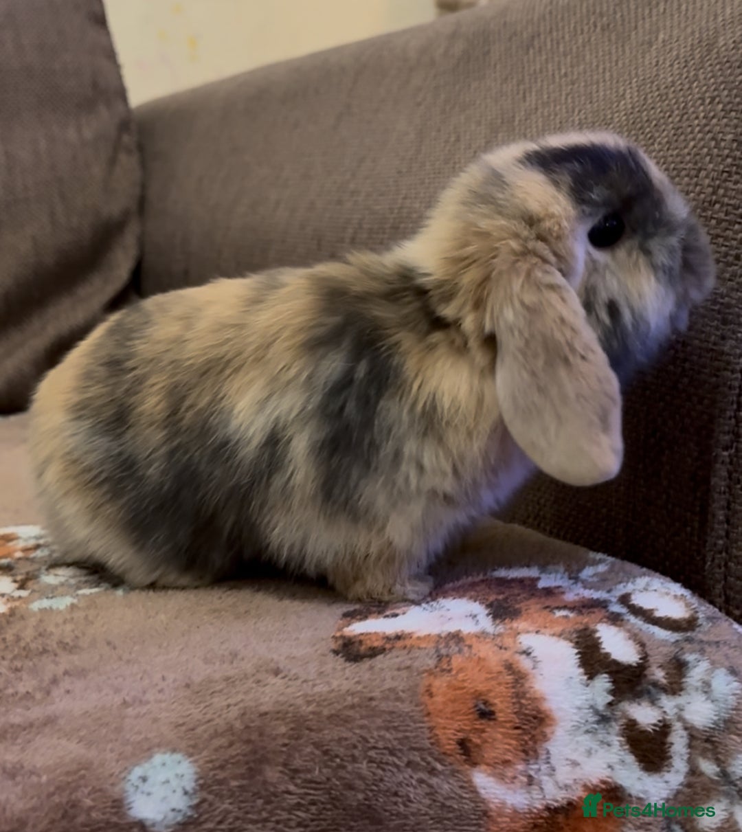 Mini Lop rabbits for sale: Bonded Mini Lop Harlequin Pair. Sold Together Only - Advert 21