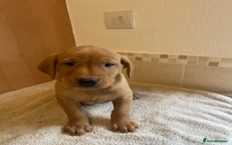 Labrador Retriever dogs for sale: Gorgeous Labrador Puppies - Image 4