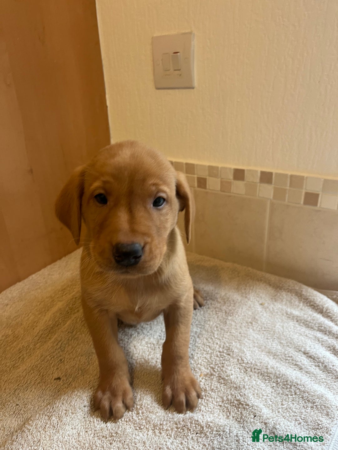 Labrador Retriever dogs for sale: Gorgeous Labrador Puppies - Image 4