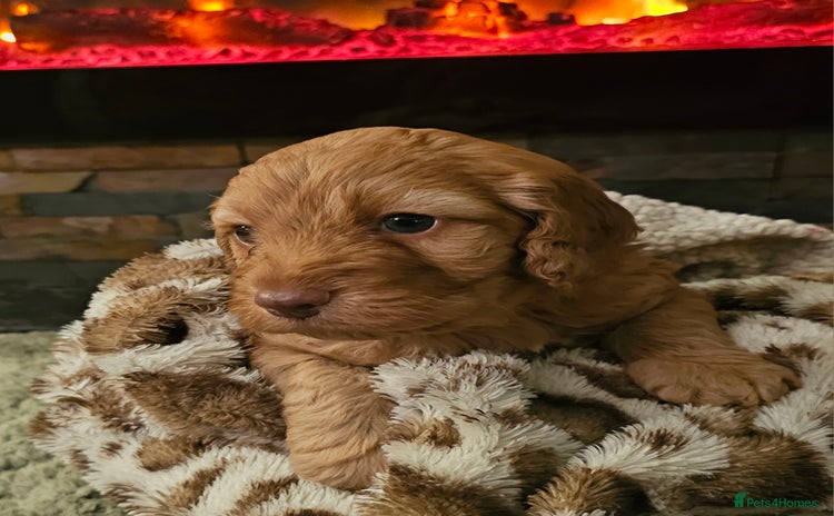 Mixed Breed dogs - Advert 1