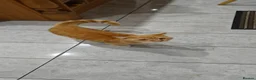 Mixed Breed cats for sale: Orange male kitten PRICE CAN BE NEGOTIATED  - Advert 2