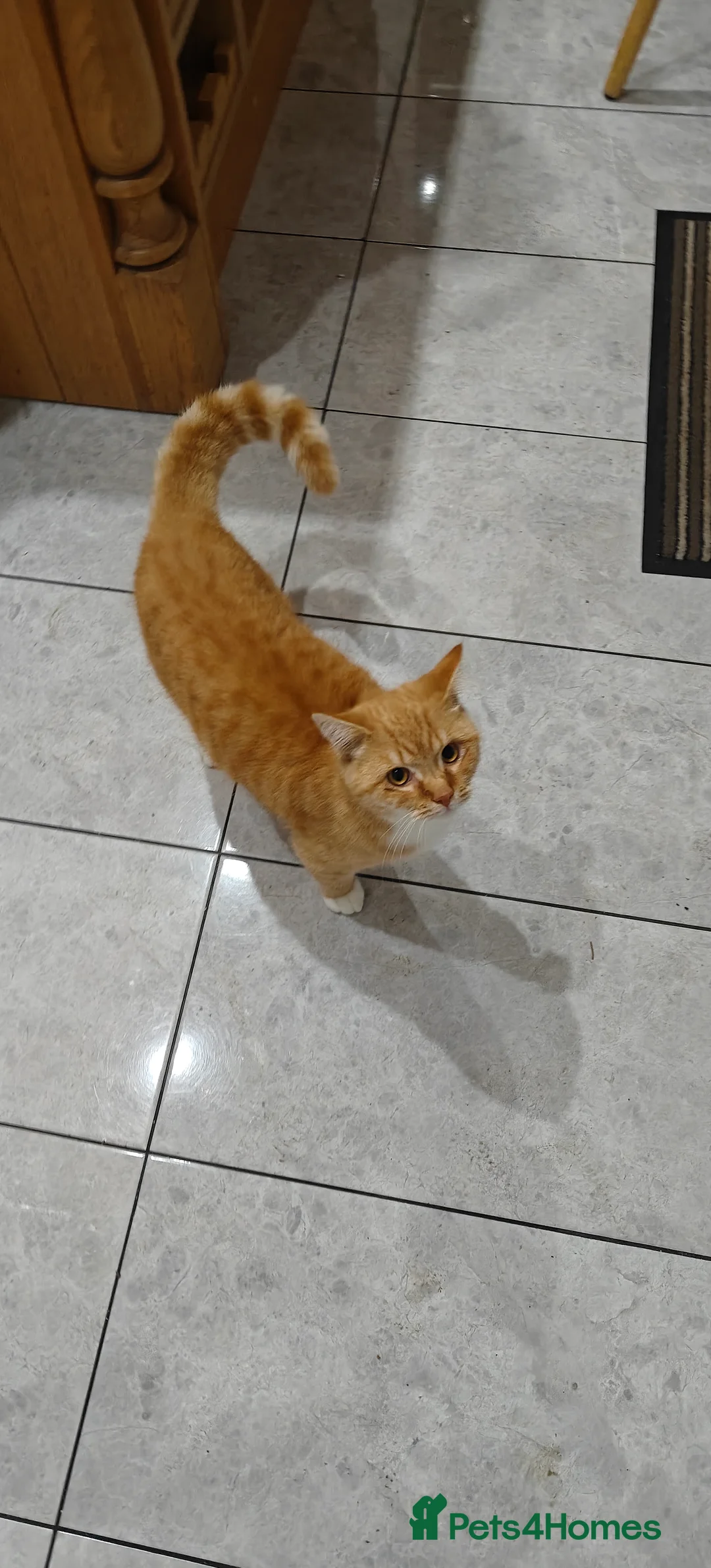 Mixed Breed cats for sale: Orange male kitten PRICE CAN BE NEGOTIATED  - Advert 2
