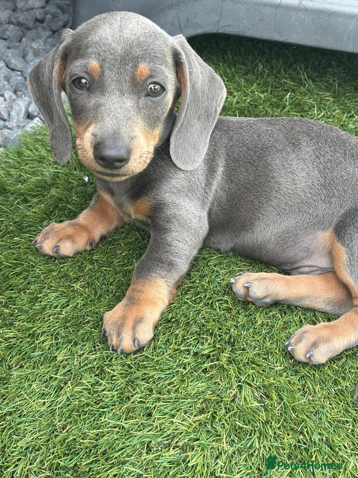 Dachshund dogs Miniature dachshund puppies - Advert 4
