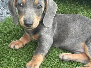 Dachshund dogs Miniature dachshund puppies - Advert 4