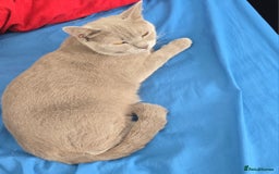British Shorthair cats for sale: Stunning British short hair male - Image 3