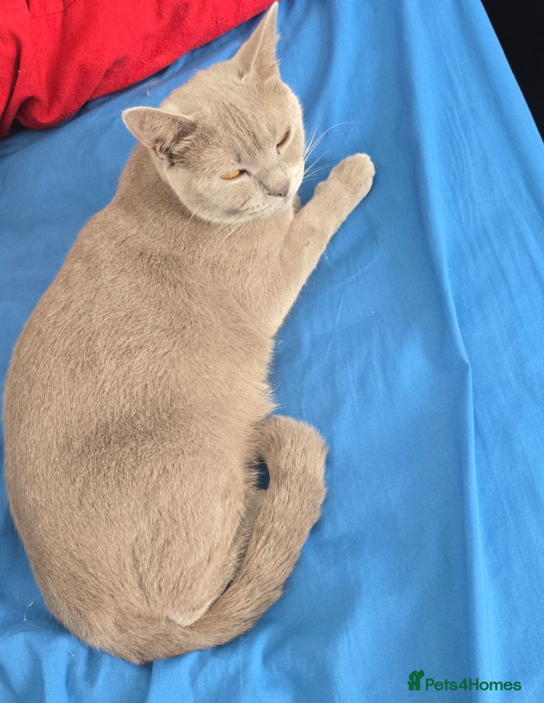 British Shorthair cats for sale: Stunning British short hair male - Image 3