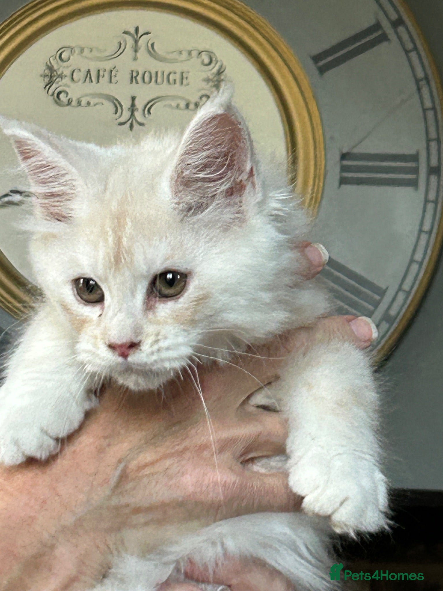 Maine Coon cats Stunning Maine Coon babies - Advert 2