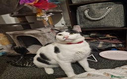 Mixed Breed cats for adoption: Indoor Rescue Lucy  - Advert 3