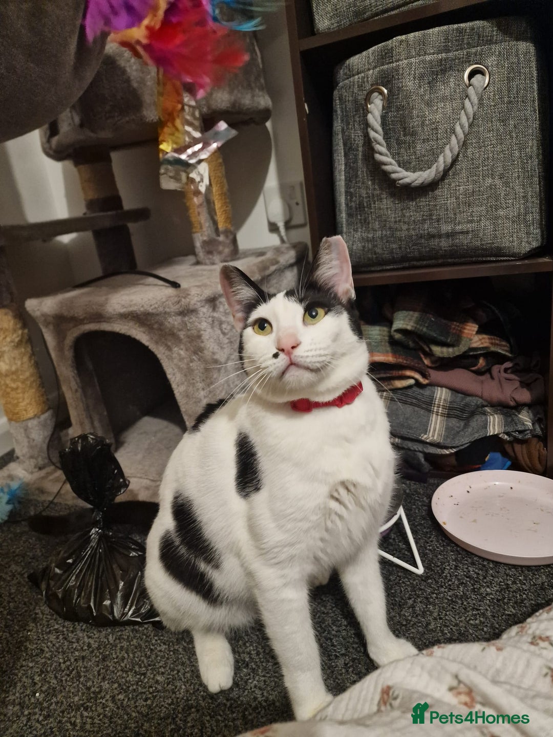 Mixed Breed cats for adoption: Indoor Rescue Lucy  - Advert 3