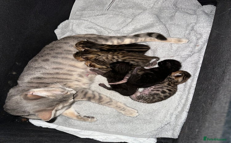 Bengal cats Beautiful bengals  - Advert 1